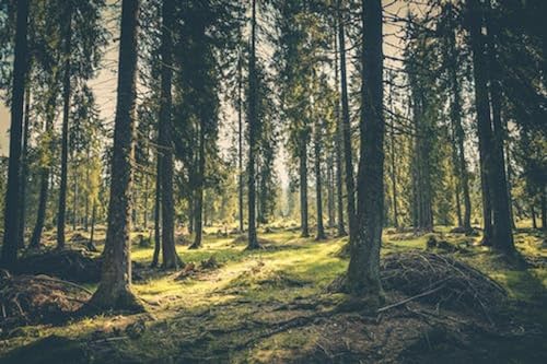 Grünes Gras im Wald – 1500-teiliges Holzpuzzle – Dicke und robuste Teile für Familienspaß von FiXizy