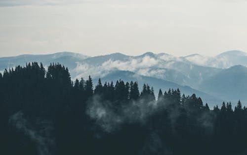 Kiefernwald im Nebel auf dem Berg – 1000-teiliges Holzpuzzle – Puzzles für Erwachsene, Jugendliche, Lernspiele von FiXizy