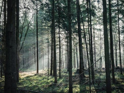 Licht im Wald – 3000-teiliges Holzpuzzle – Weihnachts-Geburtstagspuzzle Licht im Wald – 3000-teiliges Holzpuzzle – Weihnachts-Geburtstagspuzzle von FiXizy