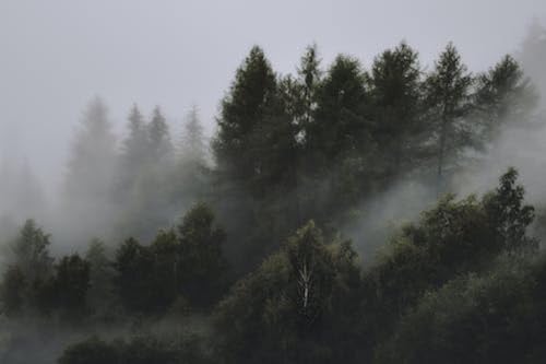 Nebelbedeckter Wald – 1500-teiliges Holzpuzzle – ideal für Familienspiele, Sammlergeschenke von FiXizy