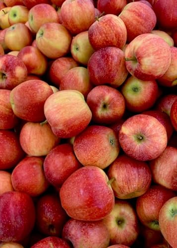 Pile de Pommes Rouges - Puzzle en Bois de 300 pièces - activité amusante et stimulante Pour Les adultes von FiXizy