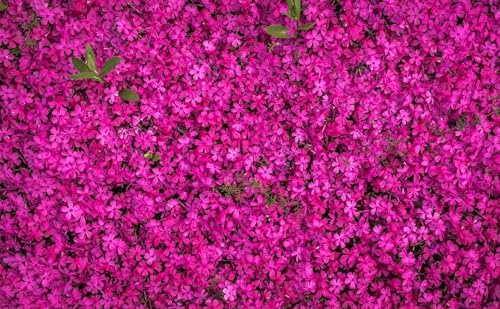 Pink and Purple Flower Challenge – 4000-teiliges Holzpuzzle – Überraschungsgeschenk für Erwachsene von FiXizy