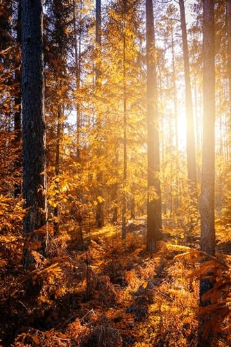 Sonnenuntergangswald – 5000-teiliges Holzpuzzle – perfekt zum Entspannen und Stressabbau von FiXizy