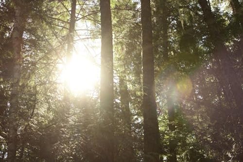 Strahlende Sonne im Wald – 5000-teiliges Holzpuzzle – Geschenk für die ganze Familie, Puzzles für Erwachsene von FiXizy