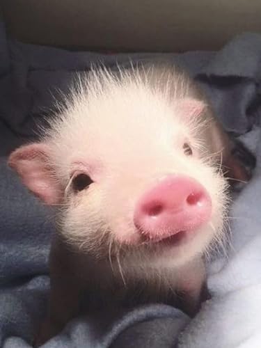Süßes Schweinchen – 10000-teiliges Holzpuzzle – Geburtstagsgeschenk, Heimdekoration von FiXizy