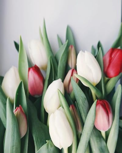 Tulipes Blanches et Rouges - Puzzle en Bois de 6000 pièces - Excellent choix Pour Les cadeaux, Les fêtes, Pour Les adultes von FiXizy