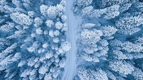 Winterschneebedeckte Bäume – 3000-teiliges Holzpuzzle – Erwachsenes Puzzle, großes Puzzlespiel, Kunstwerk für Jugendliche von FiXizy