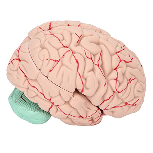 Erkunden Sie die Anatomie des menschlichen Gehirns mit unserem detaillierten Modell – ideal für Profis und Ärzte, perfekt für den Unterricht und die Präsentation in Krankenhäusern und Schulen Erkunden Sie die Anatomie des menschlichen Gehirns mit unserem detaillierten Modell – ideal für Profis und Ärzte, perfekt für den Unterricht und die Präsentation in Krankenhäusern und Schulen von Fictory