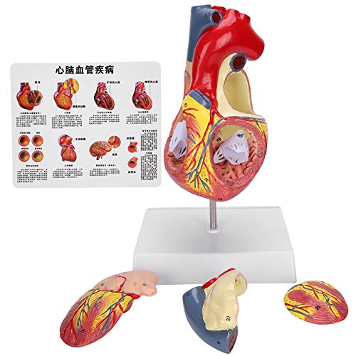 Lebensgroßes menschliches Herzmodell, realistische Simulation für medizinischen Unterricht und anatomisches Studium, ideales Herzorganmodell für Schüler und Pädagogen, 2 Stück Lebensgroßes menschliches Herzmodell, realistische Simulation für medizinischen Unterricht und anatomisches Studium, ideales Herzorganmodell für Schüler und Pädagogen, 2 Stück von Fictory
