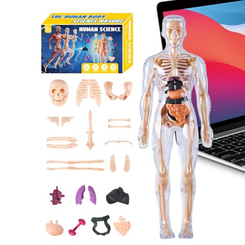 Filvczt 3D-Modell des menschlichen Körpers, anatomisches menschliches Torso-Modell – pädagogische Lehrhilfe für Wissenschaftspädagogen Studenten, Lerner, Mädchen, , Kinder im Klassenzimmer Filvczt 3D-Modell des menschlichen Körpers, anatomisches menschliches Torso-Modell – pädagogische Lehrhilfe für Wissenschaftspädagogen Studenten, Lerner, Mädchen, , Kinder im Klassenzimmer von Filvczt