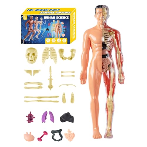Filvczt 3D-Modell für menschliche Anatomie, anatomisches Modell des menschlichen Torsos, pädagogische Lehrhilfe für Wissenschaftspädagogen, Studenten, Lerner, Mädchen, , Kinder im Klassenzimmer Filvczt 3D-Modell für menschliche Anatomie, anatomisches Modell des menschlichen Torsos, pädagogische Lehrhilfe für Wissenschaftspädagogen, Studenten, Lerner, Mädchen, , Kinder im Klassenzimmer von Filvczt