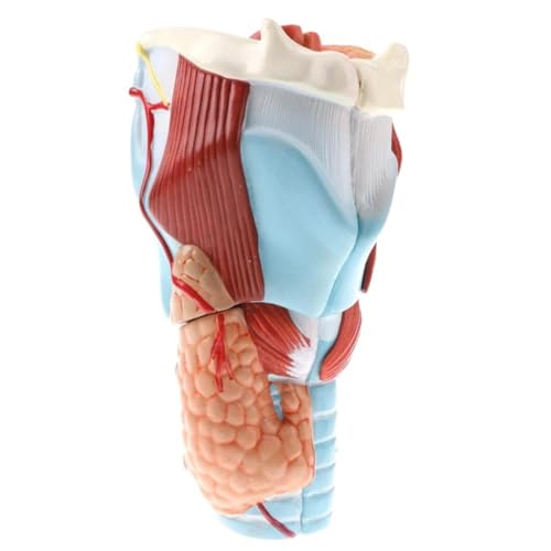 Finlon Anatomisches Modell für den Unterricht: 5-teiliges Pharynx-Larynx-Werkzeug, vergrert für einfaches Lernen von Finlon