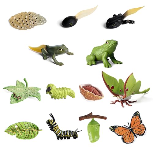 Fiotha 13 Stück Tierlebenszyklus Figuren Set, Insektenspielzeug Lebenszyklus, Tierlebenszyklus Figuren von Frosch, Luna-Motte, Lebenszyklus Schmetterling, Frühes Pädagogisches Spielzeug für Kinder Fiotha 13 Stück Tierlebenszyklus Figuren Set, Insektenspielzeug Lebenszyklus, Tierlebenszyklus Figuren von Frosch, Luna-Motte, Lebenszyklus Schmetterling, Frühes Pädagogisches Spielzeug für Kinder von Fiotha