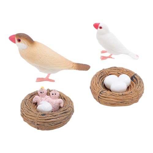 4 PCs Vogel -Lebenszyklusfiguren, Realistische Bildungszyklus -Spielzeug für mit Sicherem PVC -materiellen Sensorischen Entwicklungslernwerkzeugen von Focket