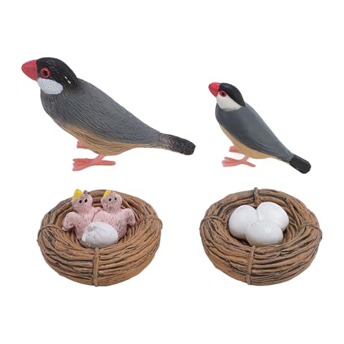 Focket Modell des Vogelwachstumszyklus, 4pcs Tierwachstumszyklus Biologische Modell Stufe Lebensechter Vogellebenssatz Set Schlüpfendes Bildungsspielzeug für Frühes Lernen mit PVC -Material Sandbox Focket Modell des Vogelwachstumszyklus, 4pcs Tierwachstumszyklus Biologische Modell Stufe Lebensechter Vogellebenssatz Set Schlüpfendes Bildungsspielzeug für Frühes Lernen mit PVC -Material Sandbox von Focket