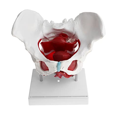 Folpus 1: 1 Anatomisches Modell des Weiblichen Beckens mit Abnehmbaren Organen von Folpus 1: 1 Anatomisches Modell des Weiblichen Beckens mit Abnehmbaren Organen von von Folpus