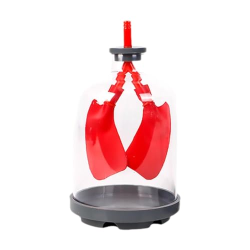 Folpus Lungenfunktion Demonstrationsmodell, Bildungsspielzeug, Kinderspielzeug, interaktiver Lungematmemodell Unterrichtsversorgung für Kinder, Rot Folpus Lungenfunktion Demonstrationsmodell, Bildungsspielzeug, Kinderspielzeug, interaktiver Lungematmemodell Unterrichtsversorgung für Kinder, Rot von Folpus