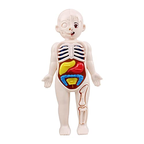 Folpus Menschlicher 3D Körper mit Organen, Anatomie, Pädagogisches DIY Spielzeug, Körperorgan für Wissenschaft, Klassenzimmer, Demonstration, Lehrmittel, Spa Folpus Menschlicher 3D Körper mit Organen, Anatomie, Pädagogisches DIY Spielzeug, Körperorgan für Wissenschaft, Klassenzimmer, Demonstration, Lehrmittel, Spa von Folpus