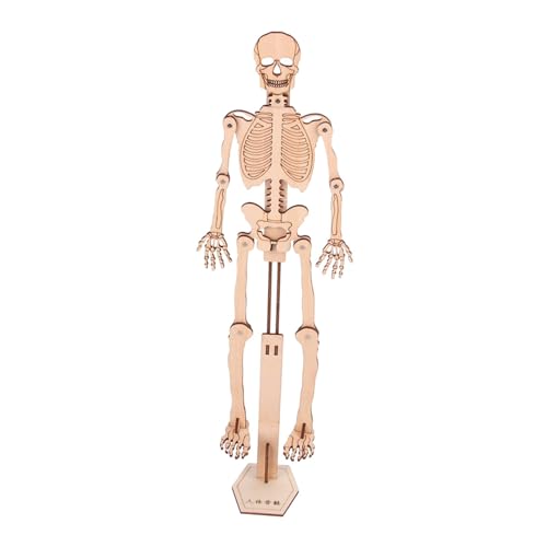 Folpus Menschliches Skelettmodell, Wissenschaftsspielzeug, tragbar, langlebig, DIY-Montage, handgefertigt, für Kinder, Vorschul-Lernwerkzeug, Kinderlernen von Folpus