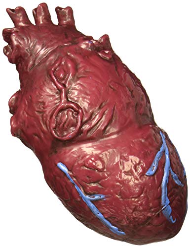 Forum Novelties 79305 Red Deluxe Heart Party Supplies, One Size, Pack of 1 von Forum Novelties