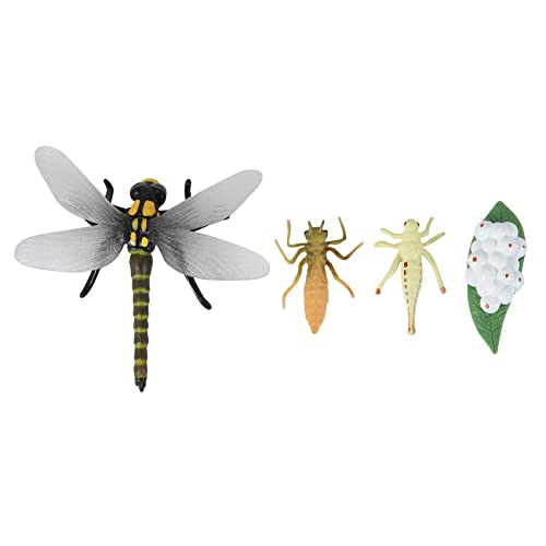 Fozriybefy Lebens Zyklus Einer Libelle Insekten Lebens Zyklen Wachstums Modell Kinder Tier Wachstums Zyklus Wissenschaft Lernspielzeug von Fozriybefy