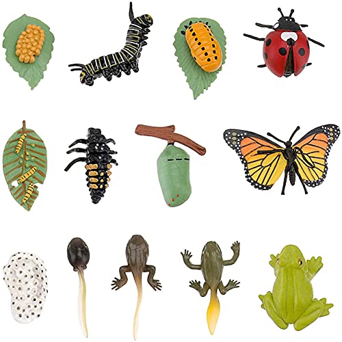 Frefgikty 3 SäTze Insekten Figuren Lebens Zyklus Von Schmetterlings Marien Safariologie Wachstums Zyklus Modell Bildung Spielzeug von Frefgikty