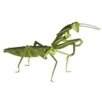 3D-Modell, Gottesanbeterin 3D-Modell, Gottesanbeterin von Fridolin