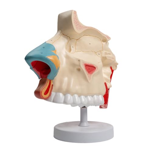 Dreimal Lebensgroßes Anatomisches Nasenhöhlenmodell Mit Abnehmbaren Teilen Für Krankheiten Studie Vorlesungsbericht Klare Anzeige Der Internen Struktur von Frotox