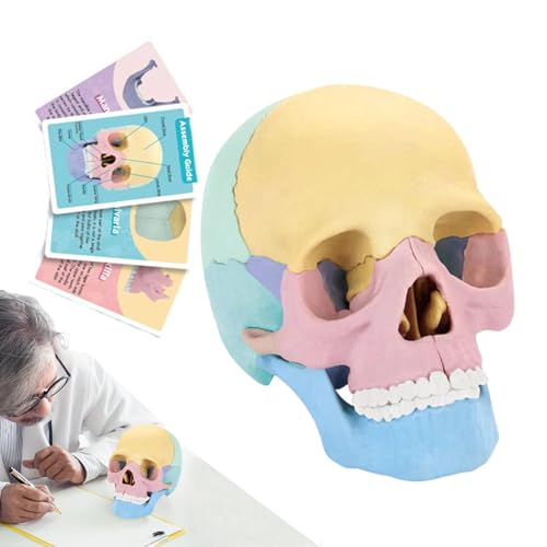 Human Skull Model, Detachable Anatomical Head, Colorful Skeleton Toy, Realistic Bone Structure, Or Art Study, Medical Training, Cosmetic Anatomy, Science Learning Human Skull Model, Detachable Anatomical Head, Colorful Skeleton Toy, Realistic Bone Structure, Or Art Study, Medical Training, Cosmetic Anatomy, Science Learning von Fruusv