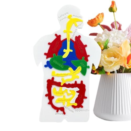 FxaumsGxuk Human Body Puzzle Modell,Verdauungssystem Puzzle Für Kinder | Lernspielzeug Zur Hand-Auge-Koordination Für Kinder Jugendliche Lehrer Schüler FxaumsGxuk Human Body Puzzle Modell,Verdauungssystem Puzzle Für Kinder | Lernspielzeug Zur Hand-Auge-Koordination Für Kinder Jugendliche Lehrer Schüler von FxaumsGxuk