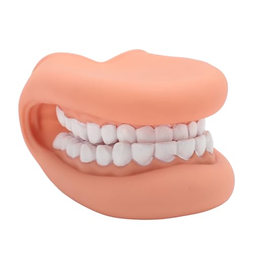 Mundhandpuppe mit Zunge, Silikon Mundpuppe, Mundpuppe mit Zunge 28 Zähne Sprachtherapie Demonstrationszahnmodell aus Silikon für den Kinder Unterricht und Studium von Fyearfly