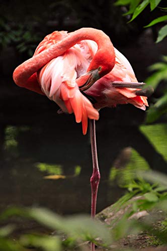 GAGALAM 3D Puzzel Für Erwachsene Unabhängiger Flamingo.Buchstabenlogo Auf Der Rückseite, Hölzerner Teiler, Nur Für Bessere Puzzlespiele von GAGALAM