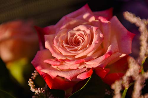 GAGALAM Erwachsene Puzzle 1000 Teile Rosa Rosen Personalisiertes Geschenk von GAGALAM