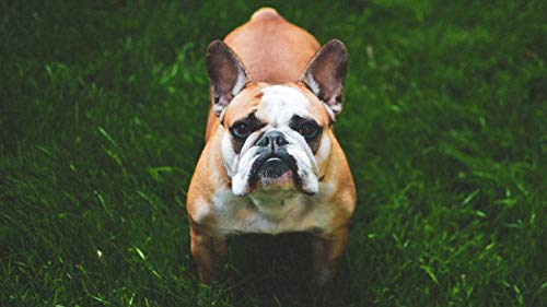 GAGALAM Erwachsene Puzzle 1000 Teile The Wooden Puzzle 1000 Pieces Lawn Dog DIY Gifts for Adults and Children Personalisiertes Geschenk von GAGALAM