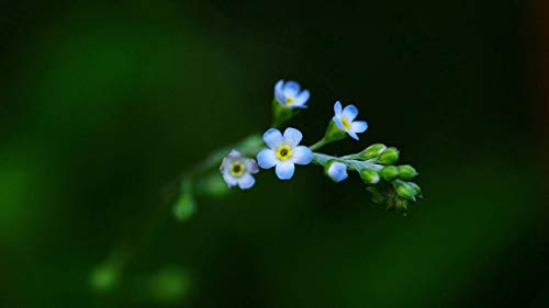 GAGALAM Erwachsenen Puzzle 1000 Teile Blaue Blume Klassisches Puzzle von GAGALAM