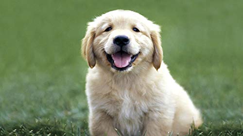 GAGALAM Erwachsenen Puzzle 1000 Teile Hund Im Gras Klassisches Puzzle von GAGALAM