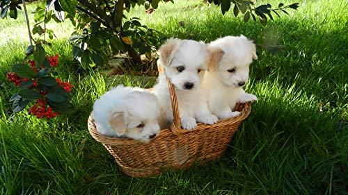 GAGALAM Erwachsenen Puzzle 1000 Teile Intellektuelles Spiel Hund Im Korb Modern Festival DIY Geschenk 75X50cm von GAGALAM