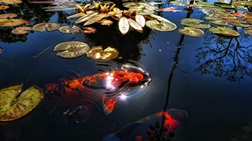 GAGALAM Erwachsenen Puzzle 1000 Teile Kind Puzzles Goldfisch Im Lotusteich DIY Leisure Game GAGALAM Erwachsenen Puzzle 1000 Teile Kind Puzzles Goldfisch Im Lotusteich DIY Leisure Game von GAGALAM