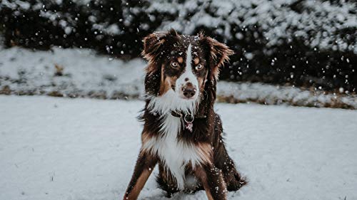 GAGALAM Erwachsenen Puzzle 1000 Teile Kind Puzzles Hund Im Schnee Personalisiertes Modern Festival DIY Geschenk 75x50cm von GAGALAM