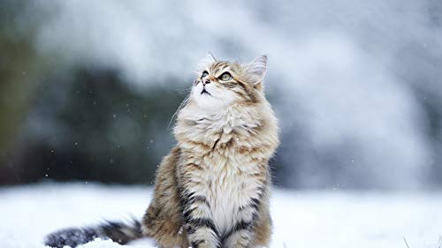 GAGALAM Erwachsenen Puzzle 1000 Teile Kind Puzzles Katze Beobachtet Schnee Personalisiertes Modern Festival DIY Geschenk 75x50cm GAGALAM Erwachsenen Puzzle 1000 Teile Kind Puzzles Katze Beobachtet Schnee Personalisiertes Modern Festival DIY Geschenk 75x50cm von GAGALAM