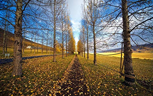 GAGALAM Erwachsenen Puzzle 1000 Teile Kind Puzzles Laublandschaft des Herbstwaldes Personalisiertes Modern Festival DIY Geschenk 75x50cm GAGALAM Erwachsenen Puzzle 1000 Teile Kind Puzzles Laublandschaft des Herbstwaldes Personalisiertes Modern Festival DIY Geschenk 75x50cm von GAGALAM