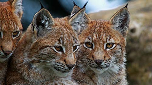 GAGALAM Erwachsenen Puzzle 1000 Teile Kind Puzzles Luchs Große Katze Personalisiertes Modern Festival DIY Geschenk 75x50cm von GAGALAM