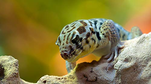 GAGALAM Erwachsenen Puzzle 1000 Teile Kind Puzzles Magischer Gecko Personalisiertes Modern Festival DIY Geschenk 75x50cm von GAGALAM