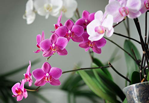 GAGALAM Erwachsenen Puzzle 1000 Teile Kind Puzzles Schöne Orchidee DIY Leisure Game GAGALAM Erwachsenen Puzzle 1000 Teile Kind Puzzles Schöne Orchidee DIY Leisure Game von GAGALAM