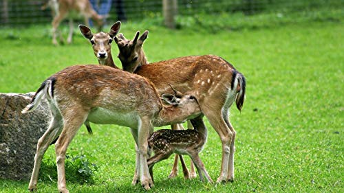 GAGALAM Intellektuelles Spiel Hirsch Auf Der Wiese Personalisiertes Modern Festival DIY Geschenk GAGALAM Intellektuelles Spiel Hirsch Auf Der Wiese Personalisiertes Modern Festival DIY Geschenk von GAGALAM