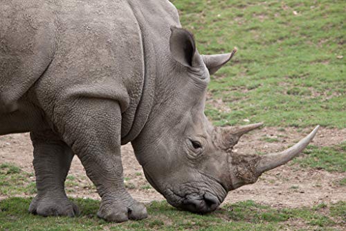 GAGALAM Intellektuelles Spiel Nashorn Klassische Puzzle 1000 Teile von GAGALAM