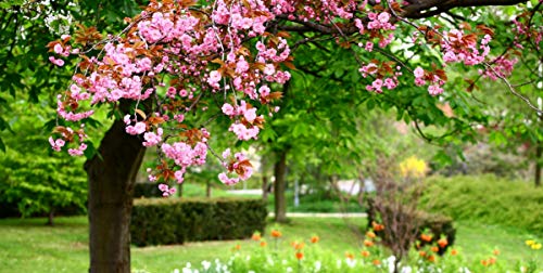 GAGALAM Intellektuelles Spiel Park Blumen Personalisiertes Modern Festival DIY Geschenk GAGALAM Intellektuelles Spiel Park Blumen Personalisiertes Modern Festival DIY Geschenk von GAGALAM