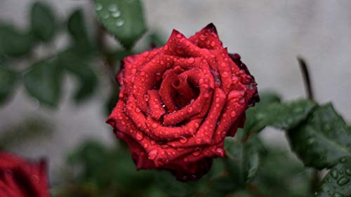 GAGALAM Intellektuelles Spiel Rote Rose Klassische Puzzle 1000 Teile von GAGALAM