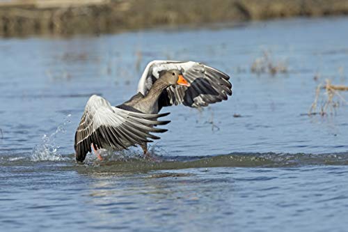 GAGALAM Intellektuelles Spiel Wildente Auf Dem Wasser Personalisiertes Modern Festival DIY Geschenk von GAGALAM