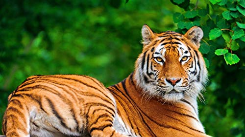 GAGALAM Klassisches Erwachsenen Puzzle 1000 Teile Der Lügende Tiger Drehte Den Kopf Modern Festival DIY Geschenk Intellektuelles Spiel GAGALAM Klassisches Erwachsenen Puzzle 1000 Teile Der Lügende Tiger Drehte Den Kopf Modern Festival DIY Geschenk Intellektuelles Spiel von GAGALAM